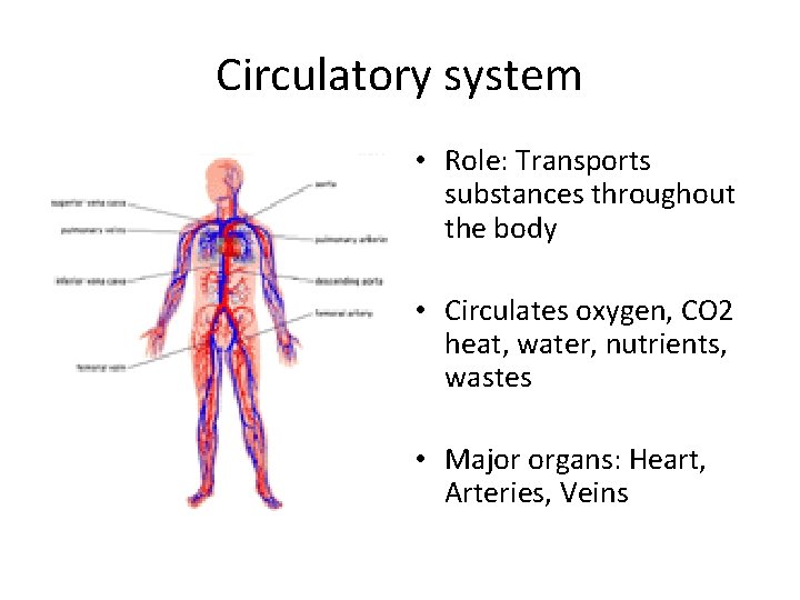 Circulatory system • Role: Transports substances throughout the body • Circulates oxygen, CO 2