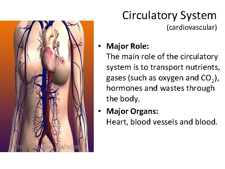 Circulatory System (cardiovascular) • Major Role: The main role of the circulatory system is