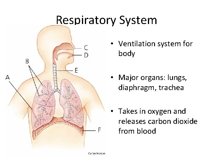 Respiratory System • Ventilation system for body • Major organs: lungs, diaphragm, trachea •