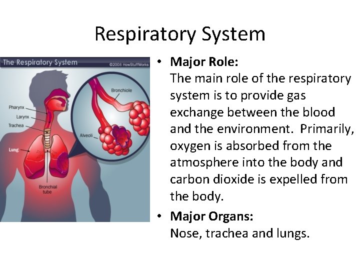 Respiratory System • Major Role: The main role of the respiratory system is to