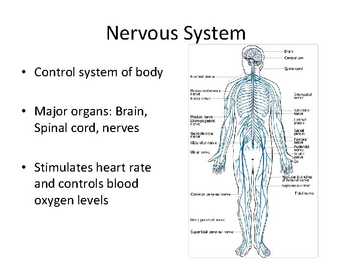 Nervous System • Control system of body • Major organs: Brain, Spinal cord, nerves