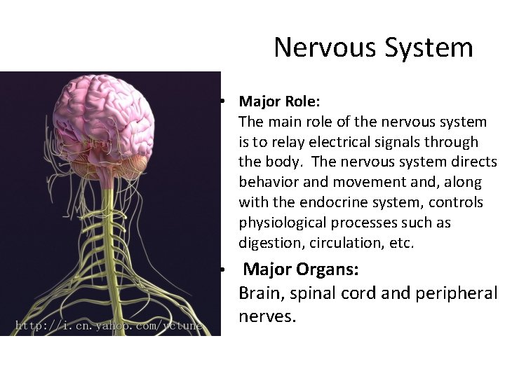 Nervous System • Major Role: The main role of the nervous system is to