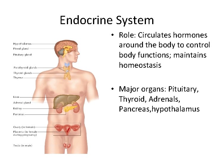 Endocrine System • Role: Circulates hormones around the body to control body functions; maintains