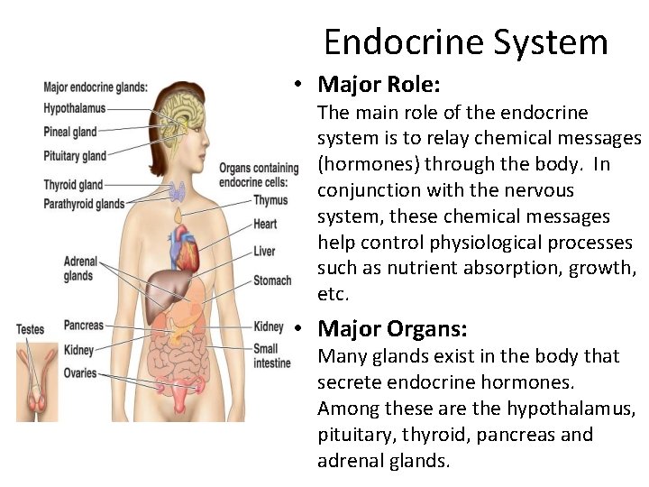 Endocrine System • Major Role: The main role of the endocrine system is to
