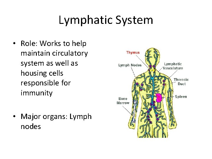 Lymphatic System • Role: Works to help maintain circulatory system as well as housing