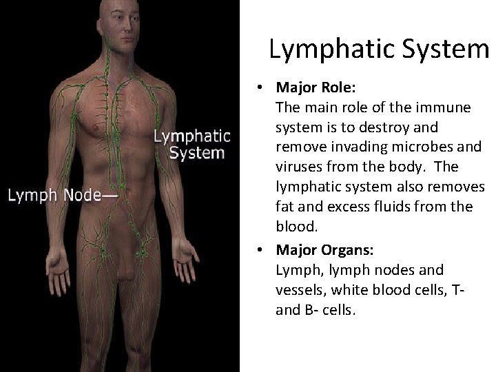 Lymphatic System • Major Role: The main role of the immune system is to