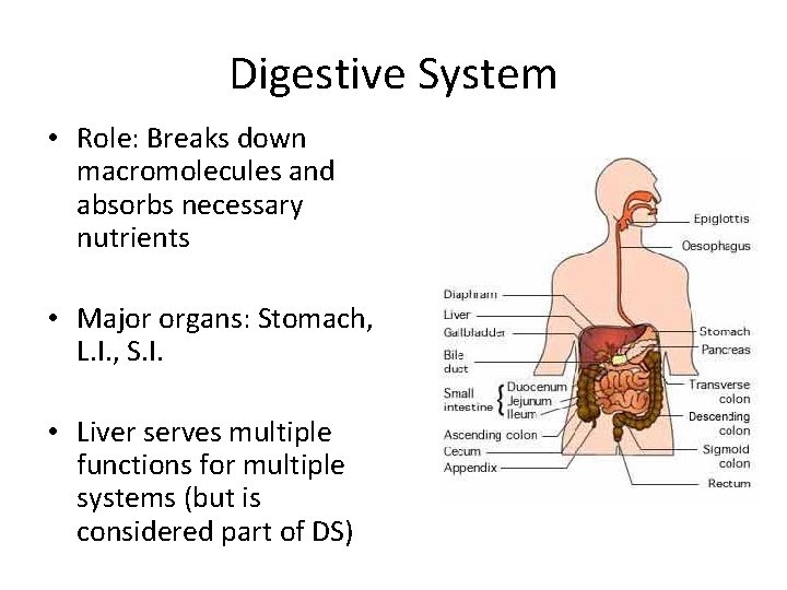 Digestive System • Role: Breaks down macromolecules and absorbs necessary nutrients • Major organs: