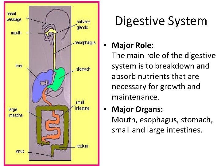 Digestive System • Major Role: The main role of the digestive system is to