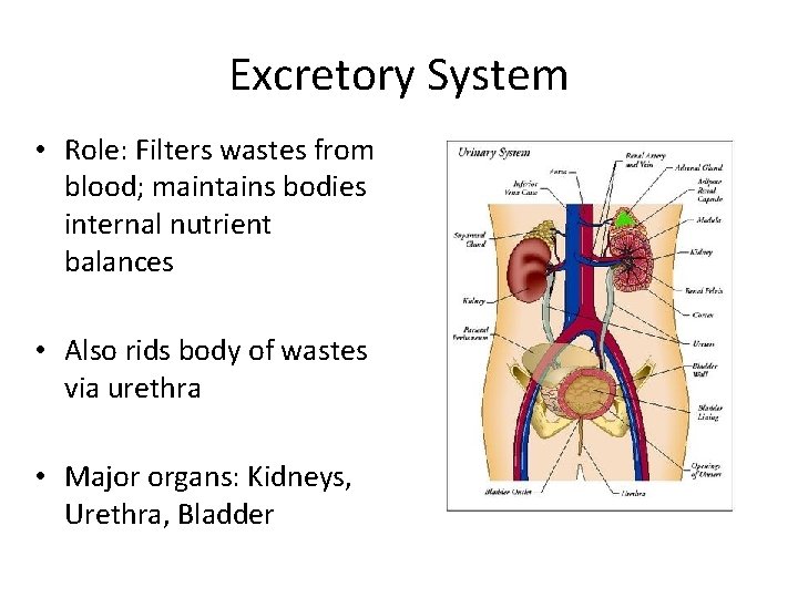 Excretory System • Role: Filters wastes from blood; maintains bodies internal nutrient balances •