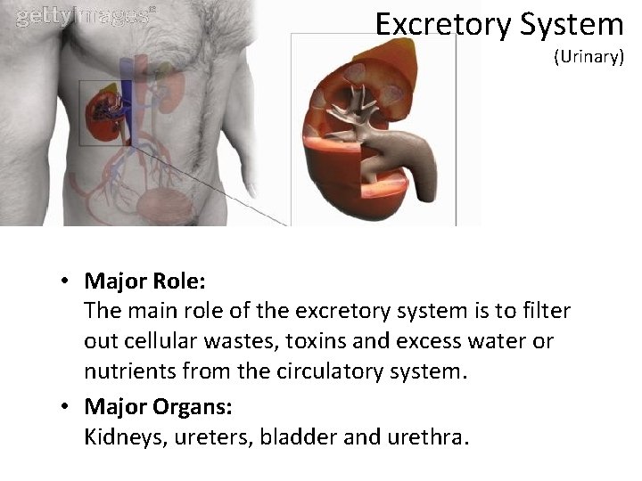 Excretory System (Urinary) • Major Role: The main role of the excretory system is