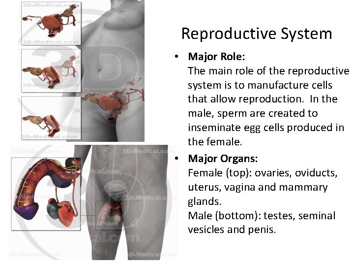 Reproductive System • Major Role: The main role of the reproductive system is to