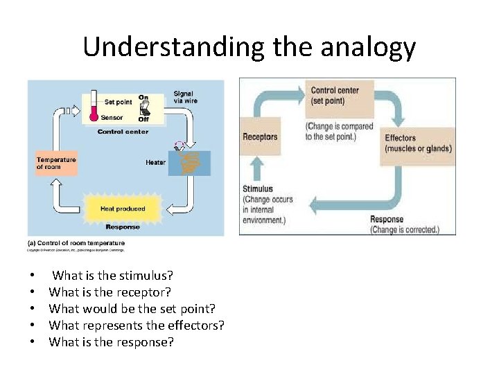Understanding the analogy • • • What is the stimulus? What is the receptor?
