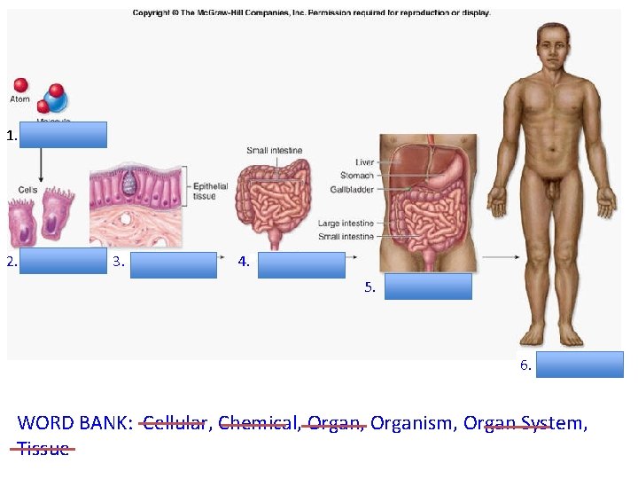 1. Chemical 2. Cellular 3. Tissue 4. Organ 5. Organ System 6. Organism WORD
