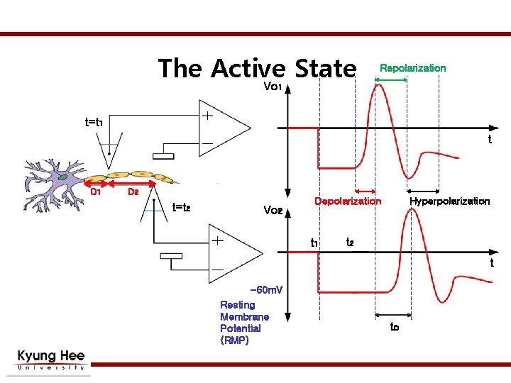 The Active State Vo Repolarization 1 t=t 1 t D 1 D 2 t=t