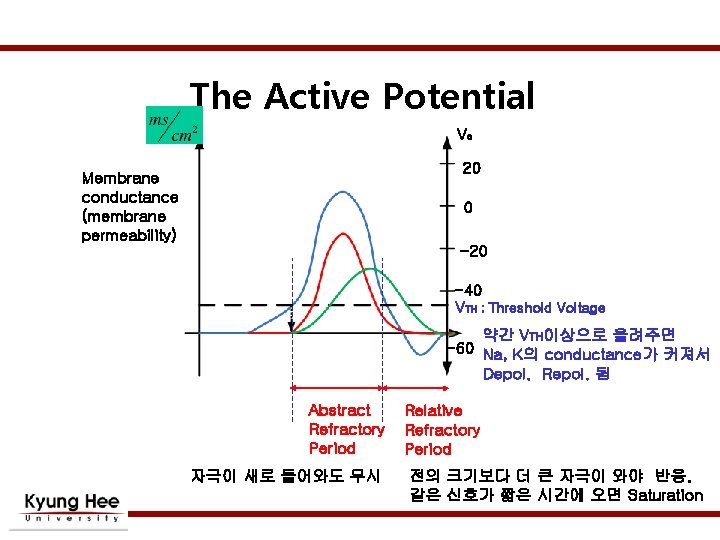 The Active Potential Vo 20 Membrane conductance (membrane permeability) 0 -20 -40 VTH ;