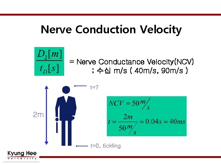 Nerve Conduction Velocity = Nerve Conductance Velocity(NCV) ; 수십 m/s ( 40 m/s, 90