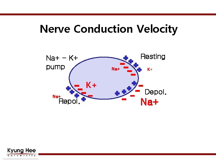 Nerve Conduction Velocity Resting Na+ - K+ pump Na+ K+ Na+ Repol. K+ Depol.