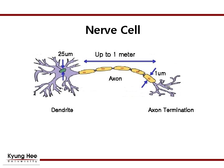 Nerve Cell 25 um Up to 1 meter Axon Dendrite 1 um Axon Termination