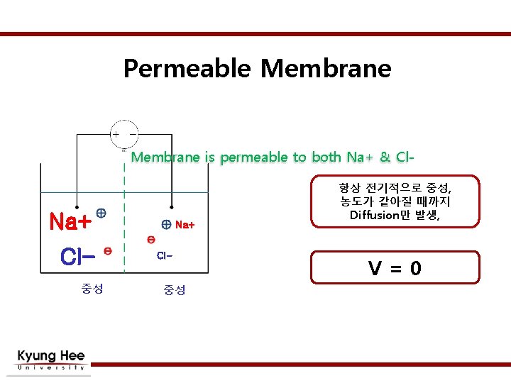 Permeable Membrane is permeable to both Na+ & Cl- Na+ Cl중성 Na+ Cl- 중성