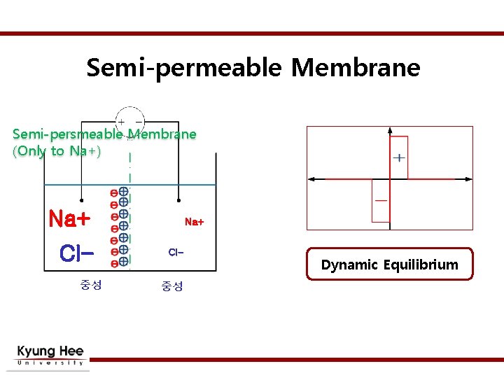 Semi-permeable Membrane Semi-persmeable Membrane (Only to Na+) Na+ Cl중성 Na+ Cl- 중성 Dynamic Equilibrium