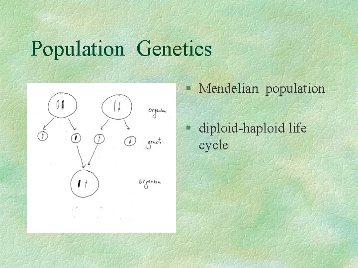 Population Genetics § Mendelian population § diploid-haploid life cycle 