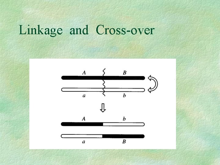 Linkage and Cross-over 