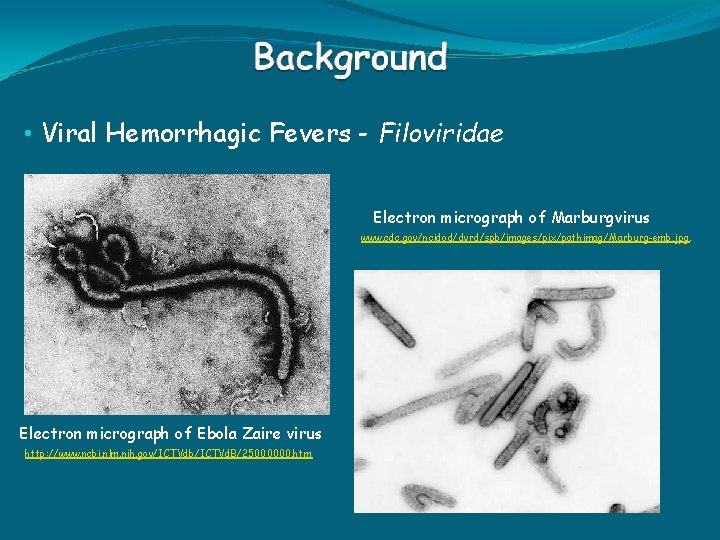  • Viral Hemorrhagic Fevers - Filoviridae Electron micrograph of Marburgvirus www. cdc. gov/ncidod/dvrd/spb/images/pix/pathimag/Marburg-emb.