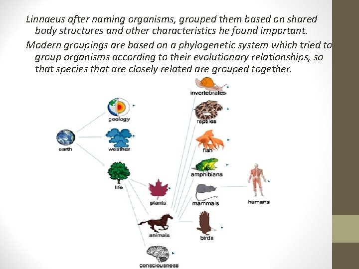 Linnaeus after naming organisms, grouped them based on shared body structures and other characteristics