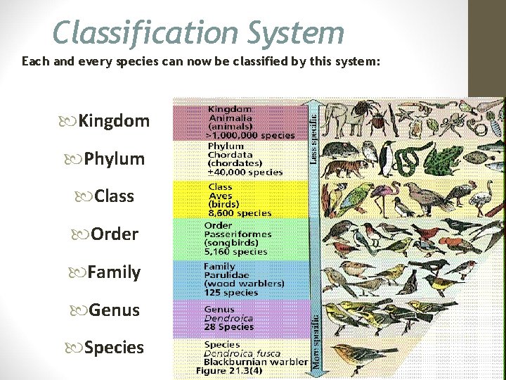Classification System Each and every species can now be classified by this system: Kingdom