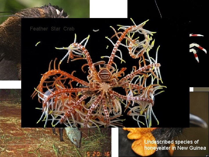 Feather Star Crab • More than 2. 5 million organisms have been identified •