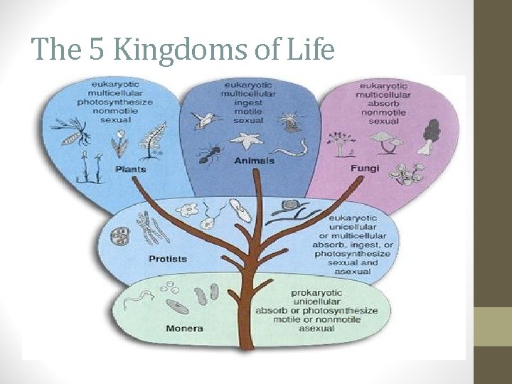 The 5 Kingdoms of Life 