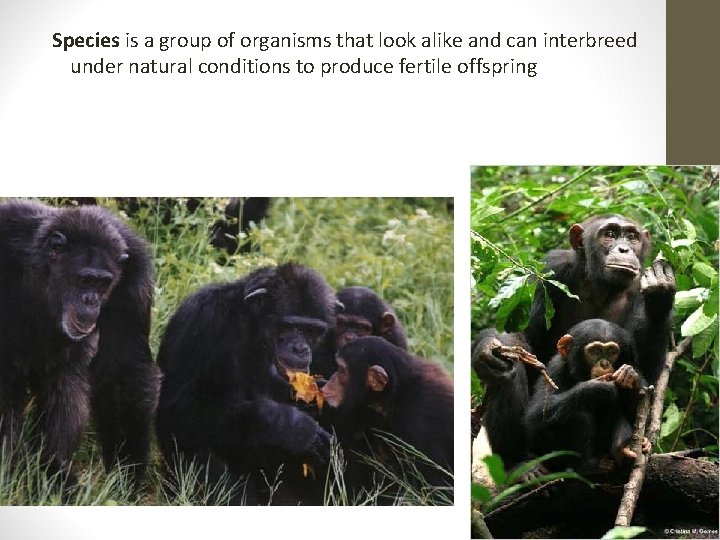 Species is a group of organisms that look alike and can interbreed under natural