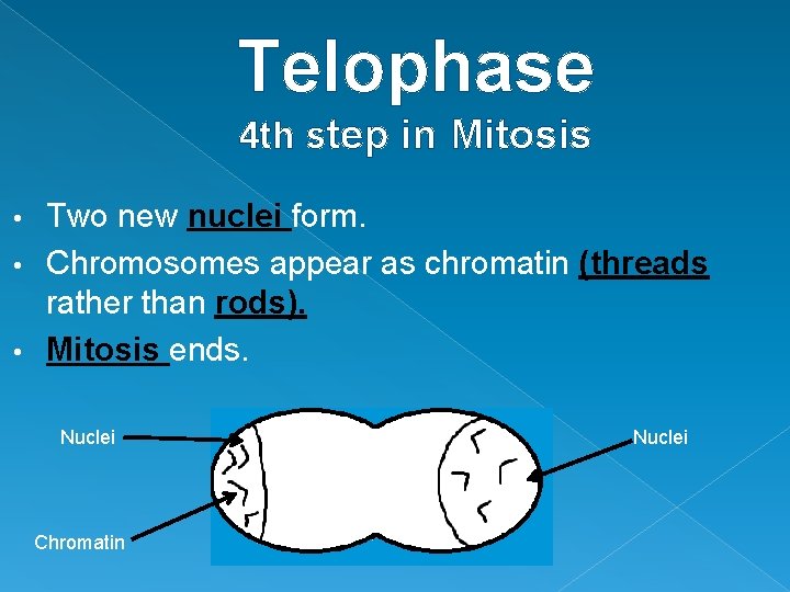 Telophase 4 th step in Mitosis Two new nuclei form. • Chromosomes appear as