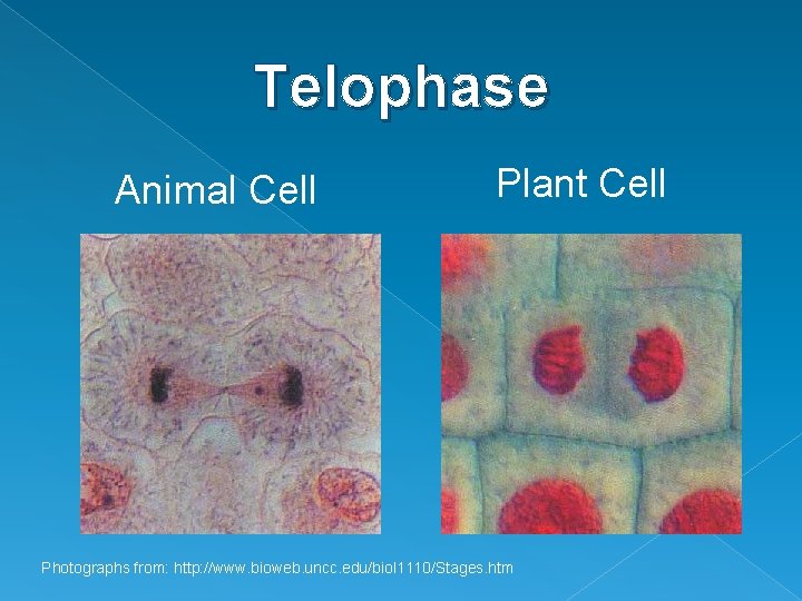 Telophase Animal Cell Plant Cell Photographs from: http: //www. bioweb. uncc. edu/biol 1110/Stages. htm