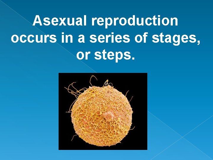 Asexual reproduction occurs in a series of stages, or steps. 