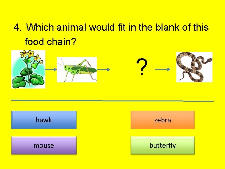 4. Which animal would fit in the blank of this food chain? ? hawk