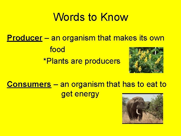 Words to Know Producer – an organism that makes its own food *Plants are