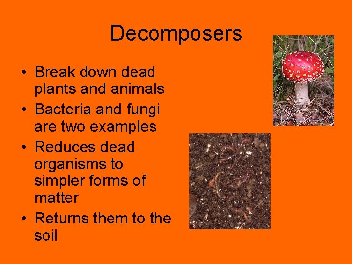 Decomposers • Break down dead plants and animals • Bacteria and fungi are two