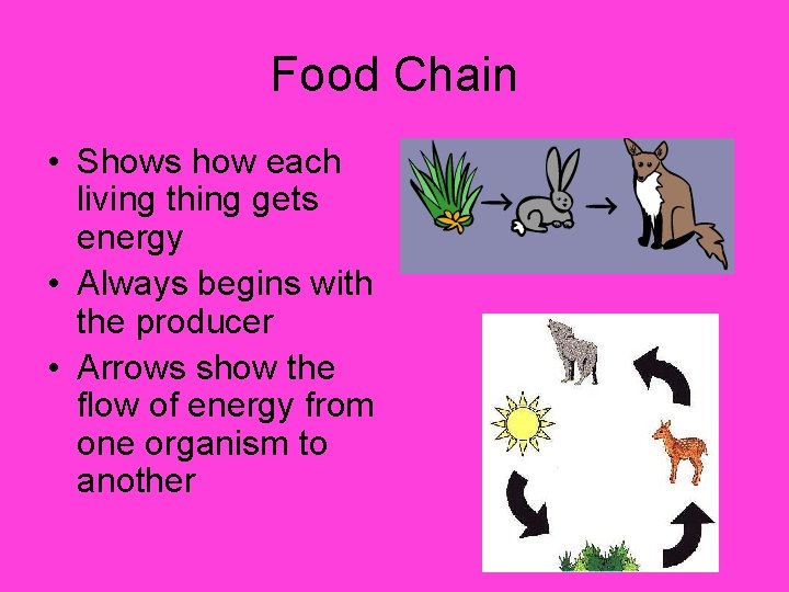 Food Chain • Shows how each living thing gets energy • Always begins with