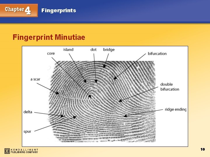 Fingerprints Fingerprint Minutiae Chapter 4 10 