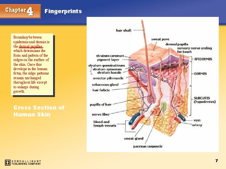 Fingerprints Boundary between epidermis and dermis is the dermal papillae, which determines the form