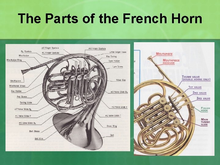 The Parts of the French Horn 