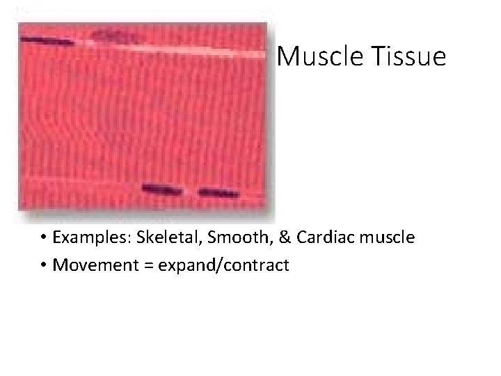 Muscle Tissue • Examples: Skeletal, Smooth, & Cardiac muscle • Movement = expand/contract 