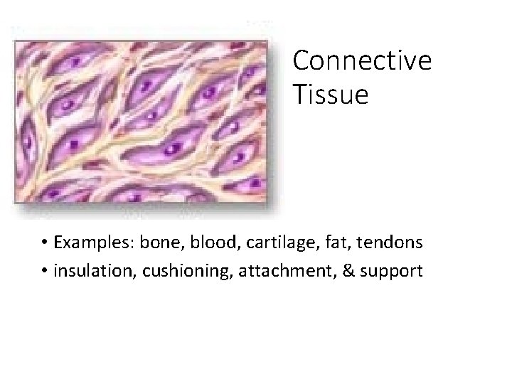 Connective Tissue • Examples: bone, blood, cartilage, fat, tendons • insulation, cushioning, attachment, &