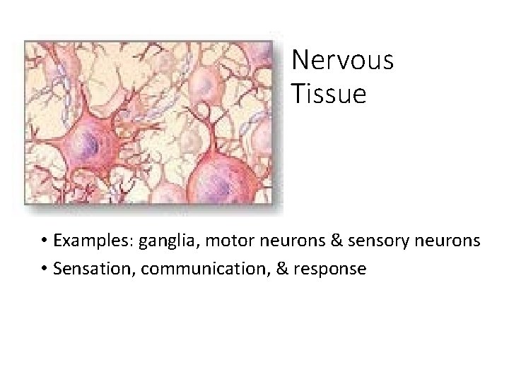 Nervous Tissue • Examples: ganglia, motor neurons & sensory neurons • Sensation, communication, &