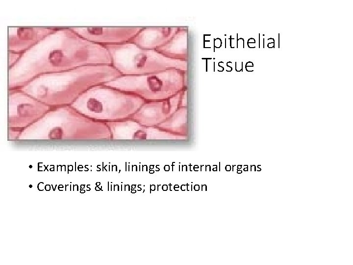 Epithelial Tissue • Examples: skin, linings of internal organs • Coverings & linings; protection