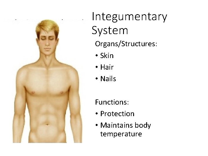 Integumentary System Organs/Structures: • Skin • Hair • Nails Functions: • Protection • Maintains