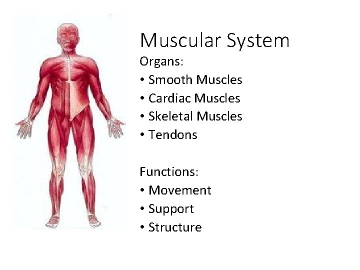 Muscular System Organs: • Smooth Muscles • Cardiac Muscles • Skeletal Muscles • Tendons