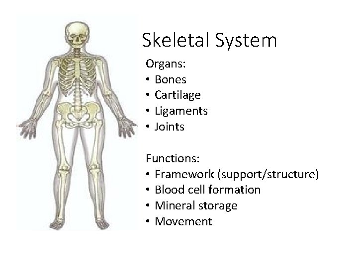 Skeletal System Organs: • Bones • Cartilage • Ligaments • Joints Functions: • Framework