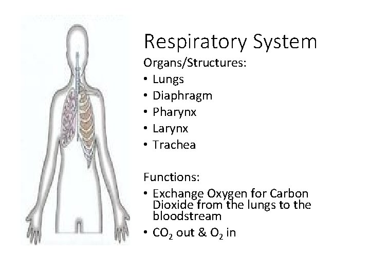 Respiratory System Organs/Structures: • Lungs • Diaphragm • Pharynx • Larynx • Trachea Functions: